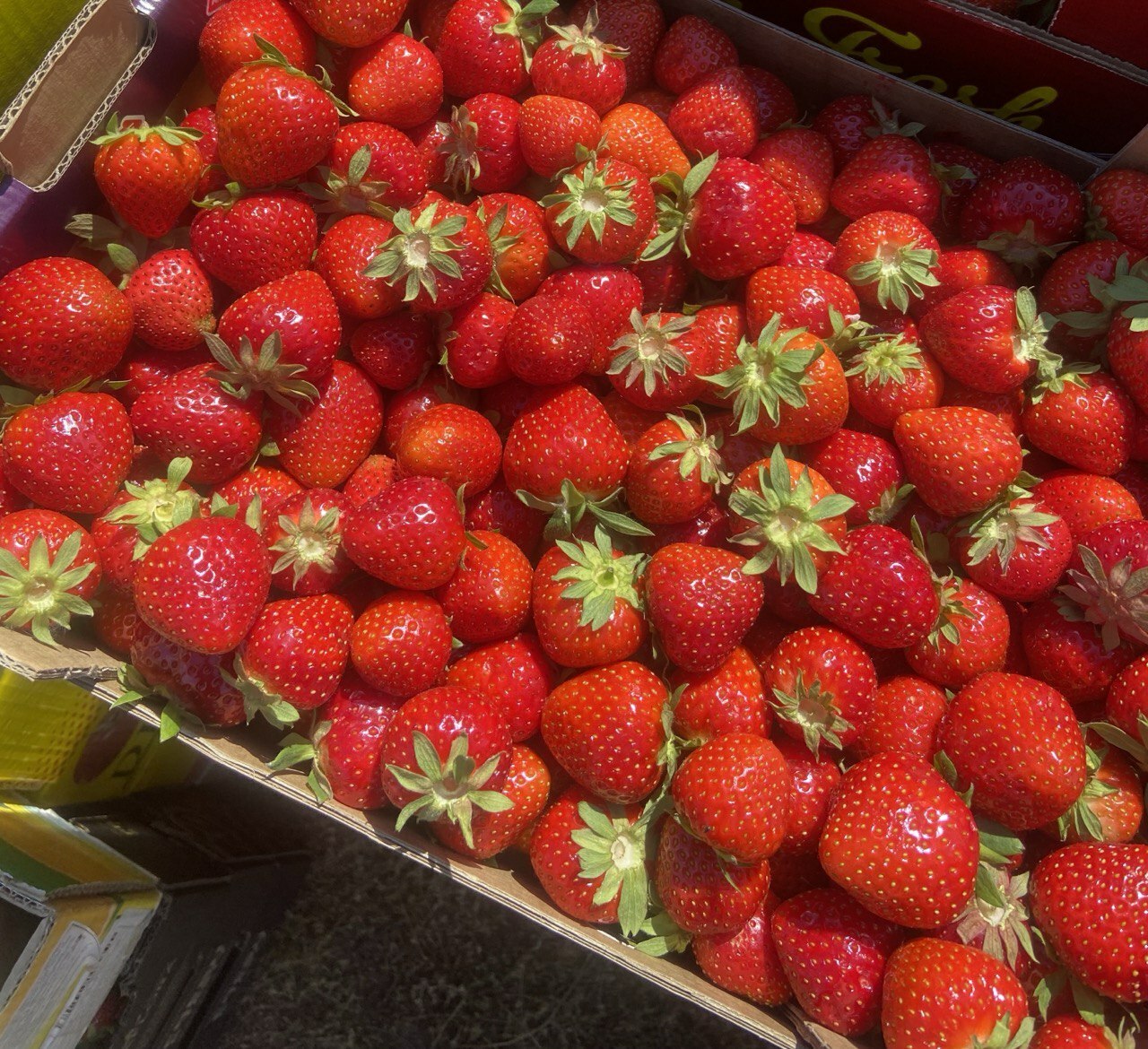 Полуниця органічна свіжа/Fresh organic Strawberry